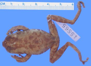 Media type: image; Herpetology A-15565